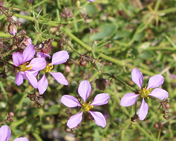  Fagonia pachyacantha
